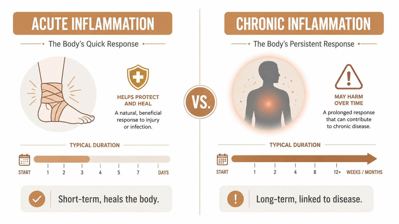 A comparison infographic showing the key differences between short-term acute inflammation and long-term chronic inflammation.
